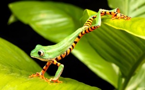 rana-dorada